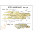 Switch A patient education card accompanies the model to help with identification of key parts 3 image