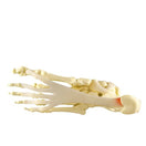Switch Life-size rigid anatomical model of the right foot, ankle joint and the plantar calcaneonavicular ligament 2 image