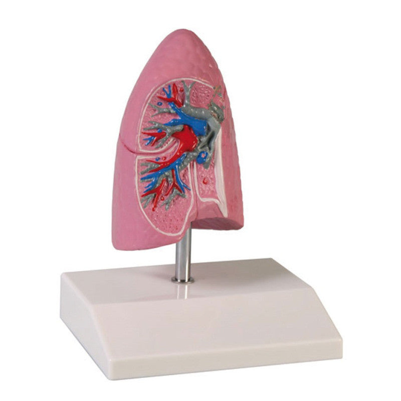 Lung Model (1/2 life size)