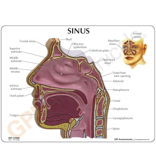 Sinus Model