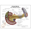Switch Life-size anatomical model shows several conditions of the abdominal organs 2 image
