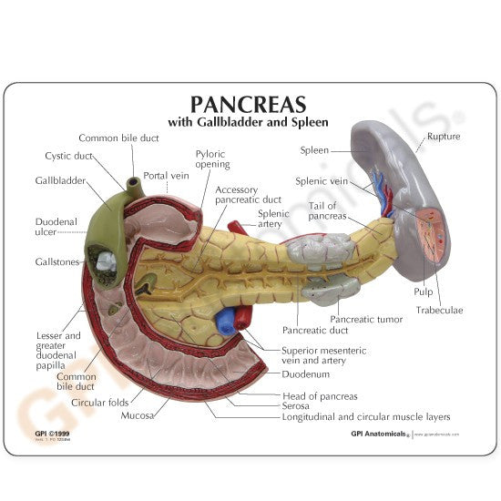 Life-size anatomical model shows several conditions of the abdominal organs