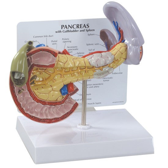 Pancreas, Spleen and Gallbladder Anatomical Model