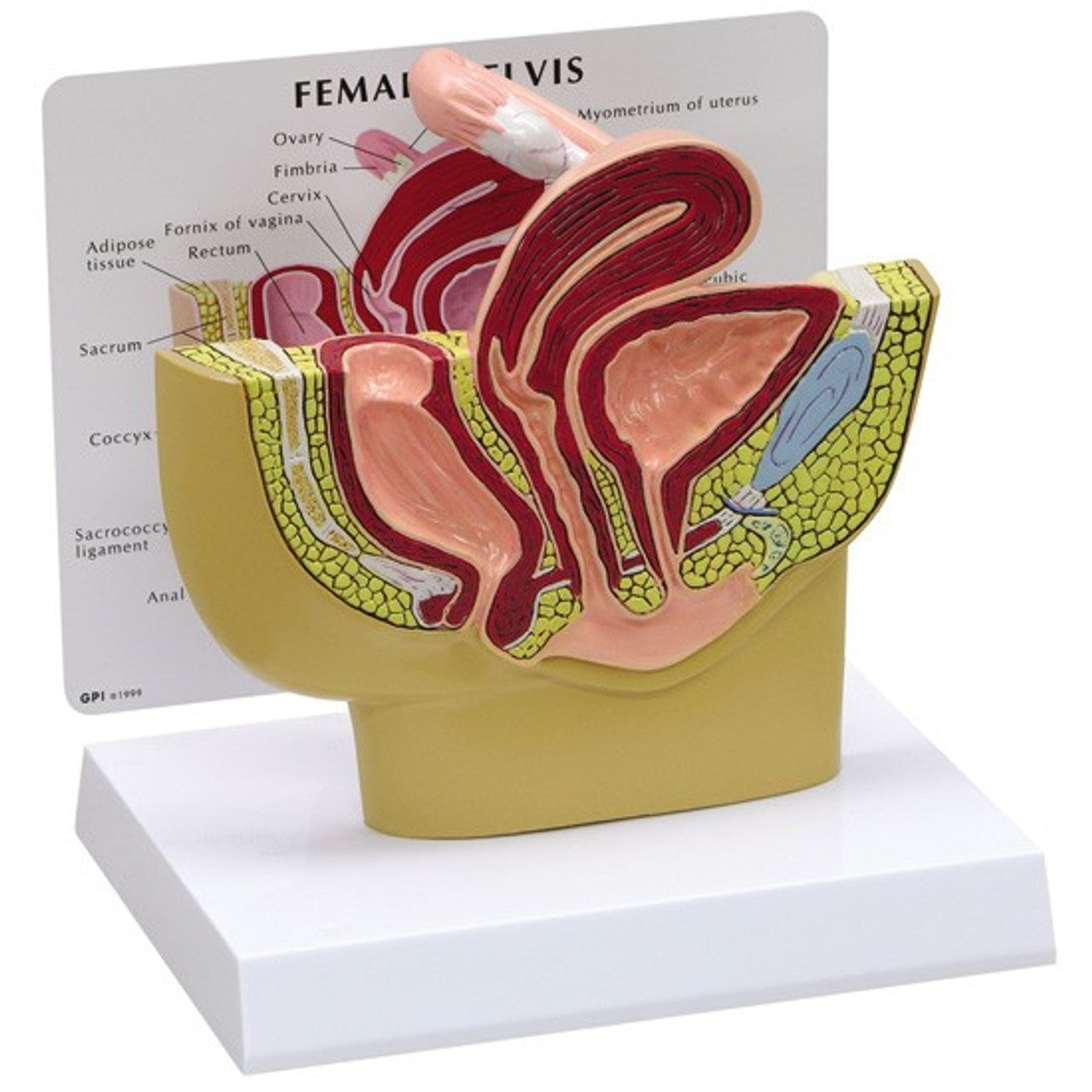Female pelvis cross-section anatomy model