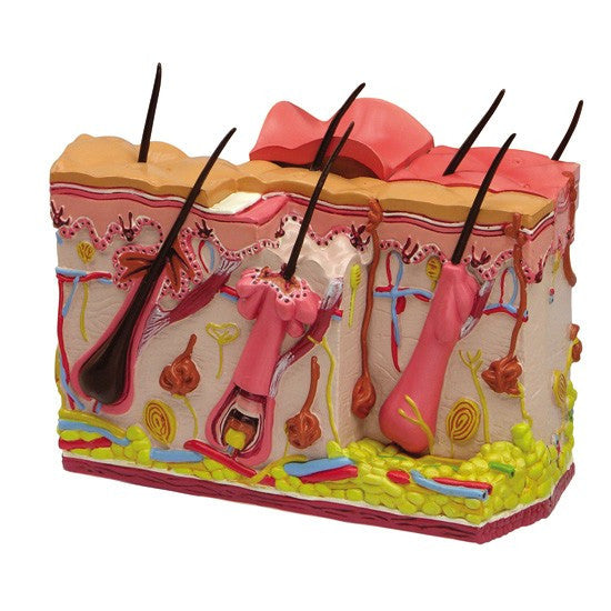 Skin Burn and Normal Skin Anatomical Model