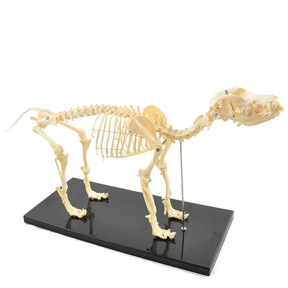 Complete Canine Anatomy & Pathology Collection