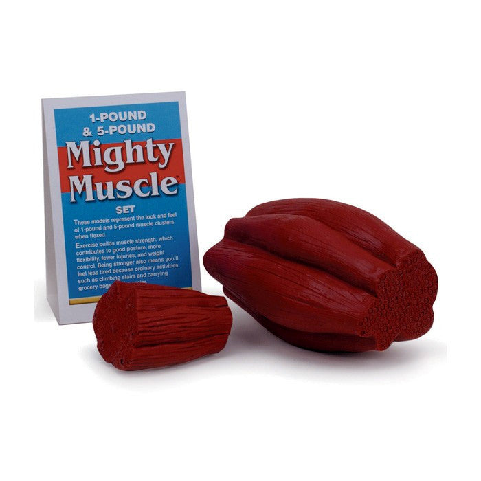 Mighty Muscle Model Set (1lb and 5lb)
