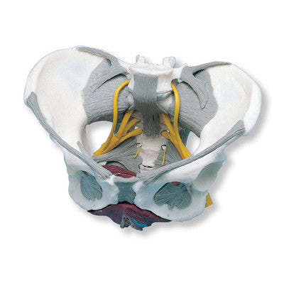 Pelvis Model with Ligaments, Nerves and Pelvic Floor Muscles