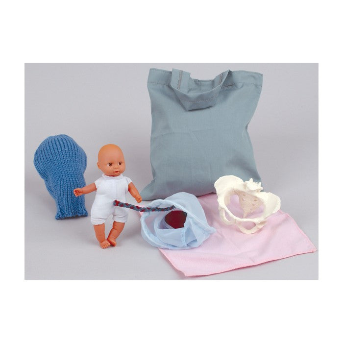 Pocket Childbirth Model Set (Uterus, Pelvis + Baby) 53953| Health Edco ...