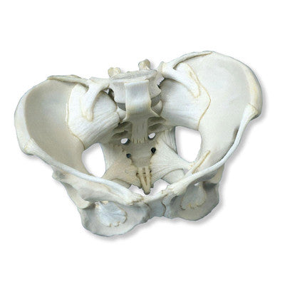 Pelvis Model with Ligaments