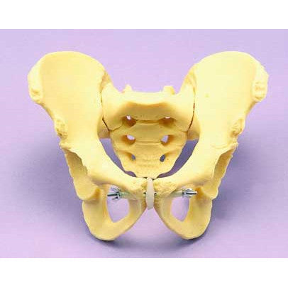 Juvenile Female Pelvis Model