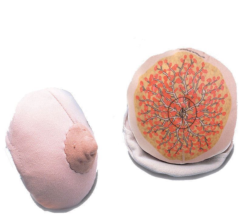 Cloth Breast Model