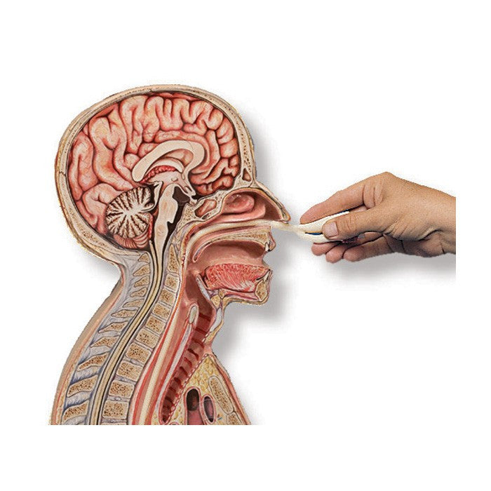 Nasogastric Intubation Training Model
