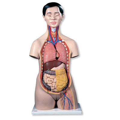 Asian Dual-Sex Torso Model (18 part)