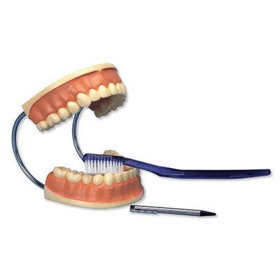 Giant Dental Care Model (3 time life size)