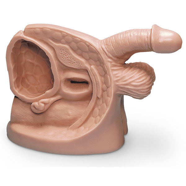 Male Catheter Model