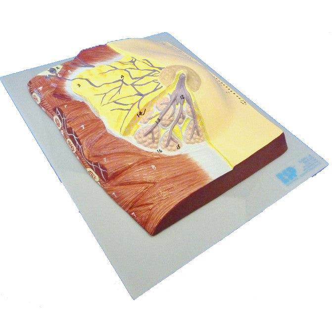 Mammary Gland Anatomy Model