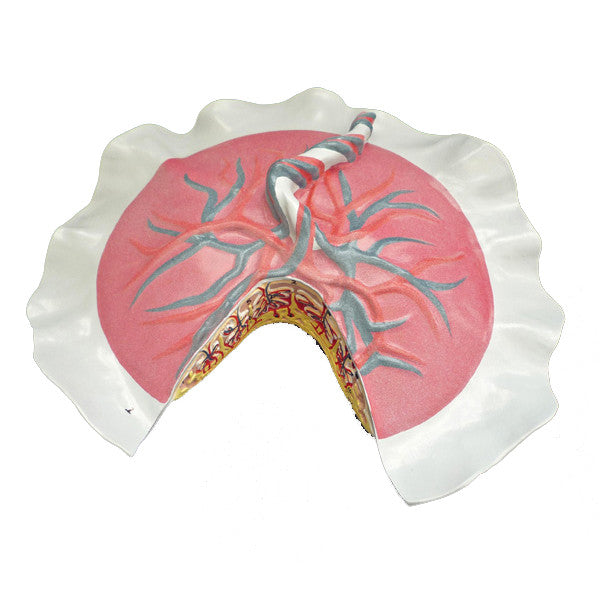 Placenta Anatomy Model