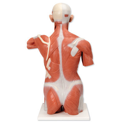 Life-Size Muscle Torso (27 part)