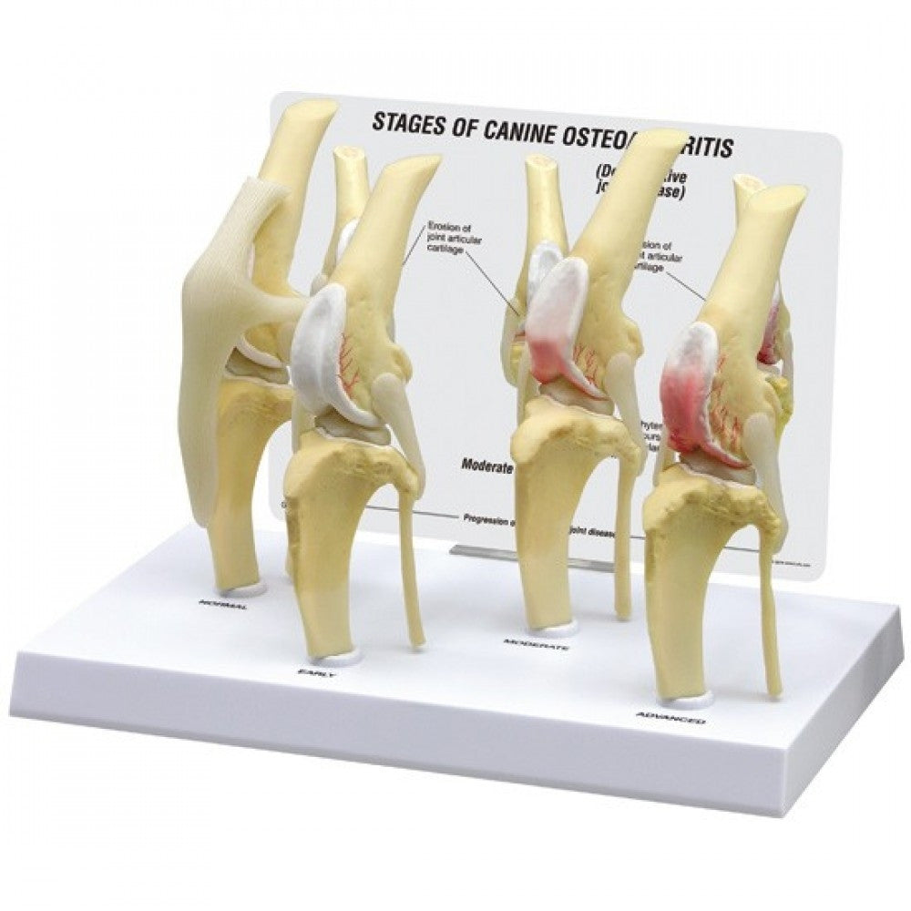 Complete Canine Anatomy & Pathology Collection