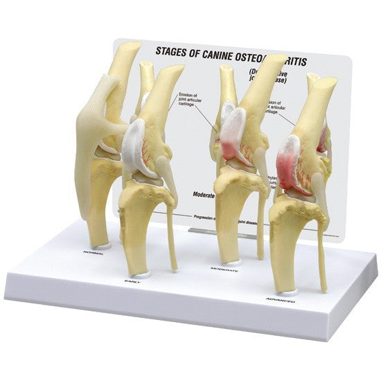 Canine Osteoarthritis Knee Model Set