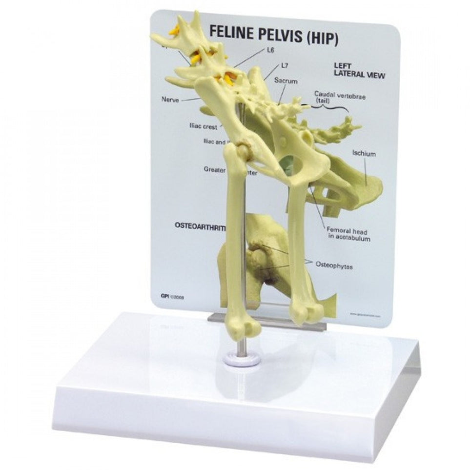 Feline Anatomy & Pathology Collection