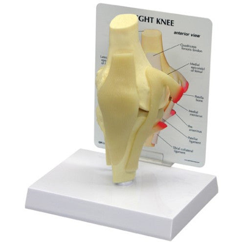 Life-size knee anatomical model