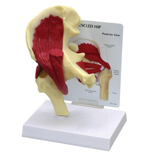 Hip Joint Model with Muscles - 1310
