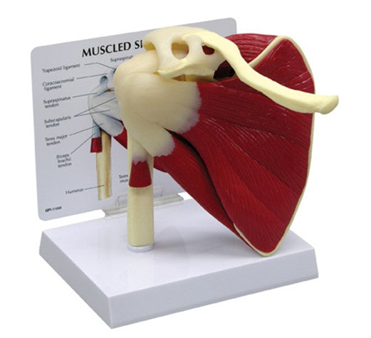 Shoulder Model with Muscles and Ligaments 1810 | Rotator Cuff Model ...