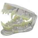 Switch Transparent Canine Jaw Model 3 image