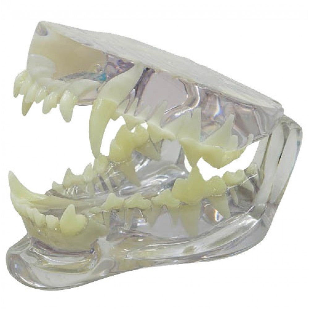 Veterinary Dental Collection