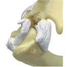 Switch Highly detailed feline anatomical model with ligaments and tendons 3 image