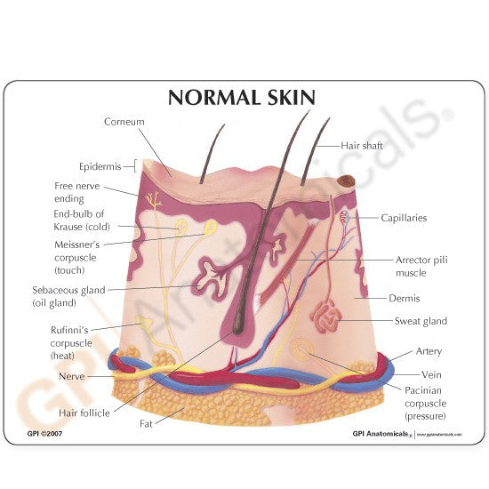 Skin Acne Model