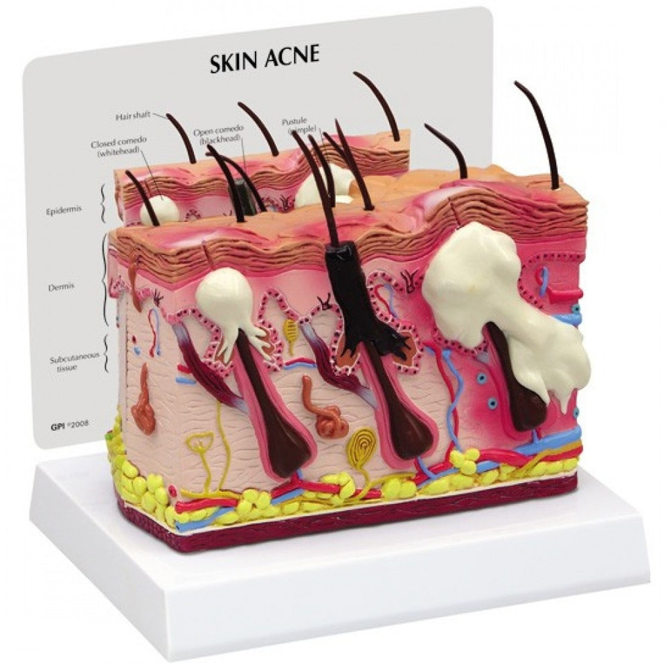 Skin Anatomy & Pathology Collection
