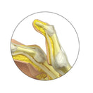 Switch Flexor tendons have been designed to lift for viewing the carpals and joint capsules 3 image