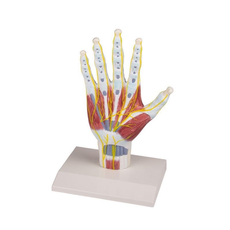 Hand Model with Muscles, Ligaments and Nerves