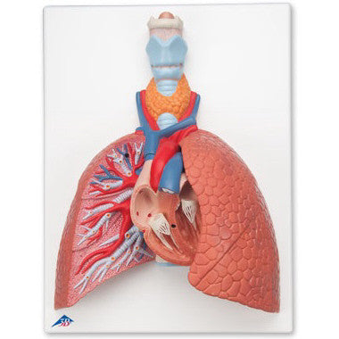 Lung Model with Larynx (5 part)