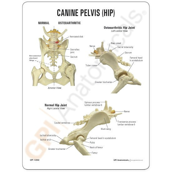 Canine Hip / Pelvis Model