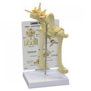 Switch Dog Veterinary Replica Models Hip 3 image