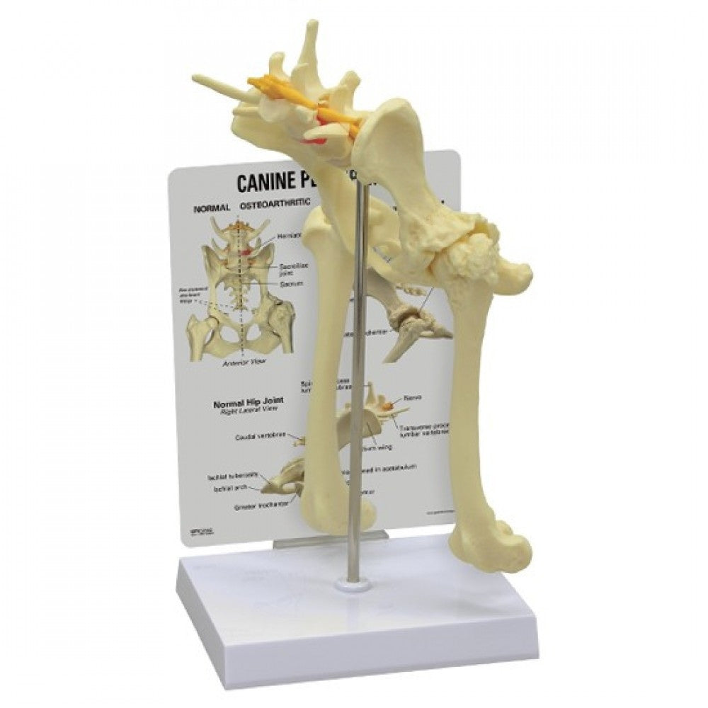 Canine Joint Model Collection (5 Part)