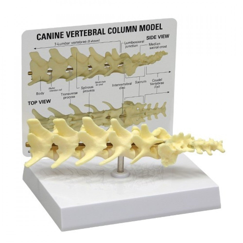 Canine Joint Model Collection (5 Part)