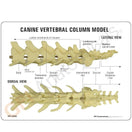 Switch Two-sided education card ideal for explaining dog anatomy to students or pet owners 2 image