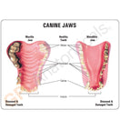 Switch Two-sided information card highlights anatomical differences between healthy &amp; diseased teeth 3 image