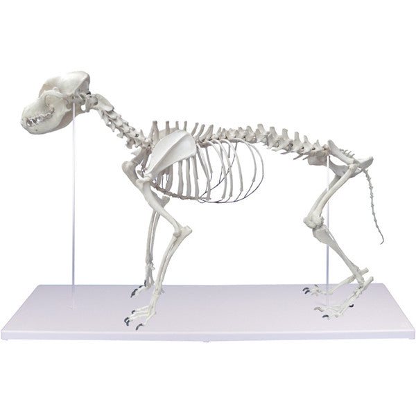 Canine Skeleton Model VET1700 - Dog Anatomy