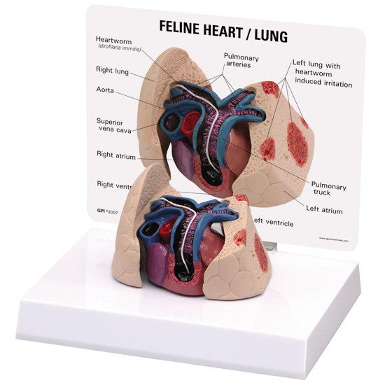 Feline Heartworm Model (9141)