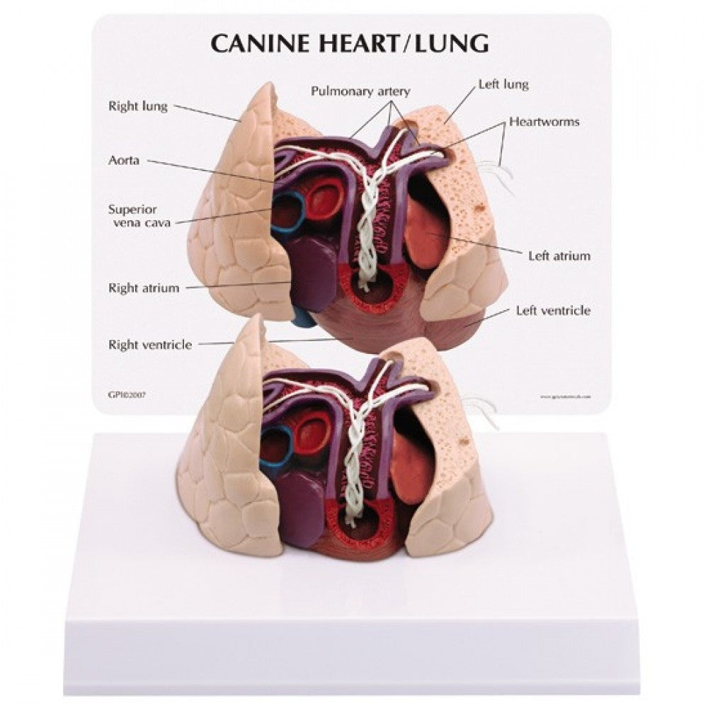 Complete Canine Anatomy & Pathology Collection