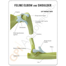 Switch Two-sided information card with labelled anatomy of the feline shoulder &amp; elbow 2 image