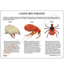 Switch A detailed fact card on the three most common canine parasites is included 2 image