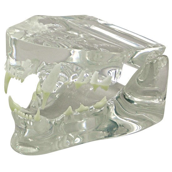 Transparent Feline Jaw Model | Cat Dental Anatomy