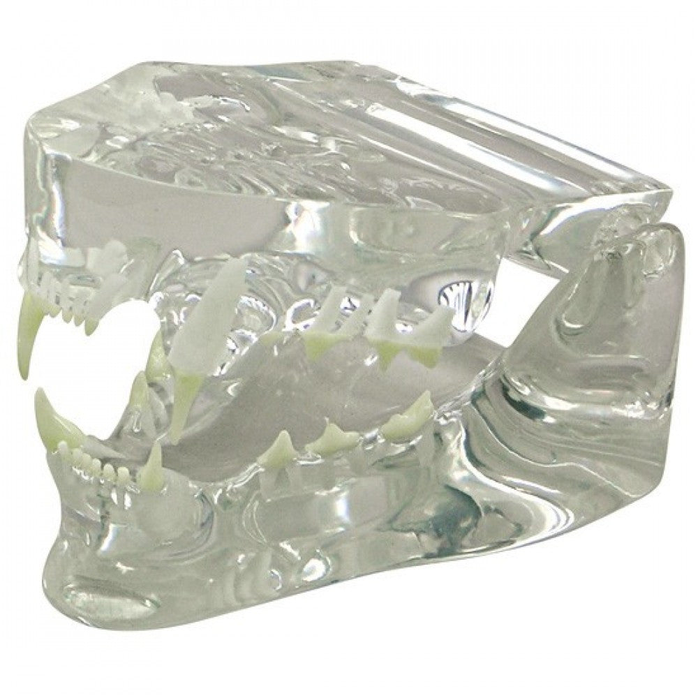 Veterinary Dental Collection